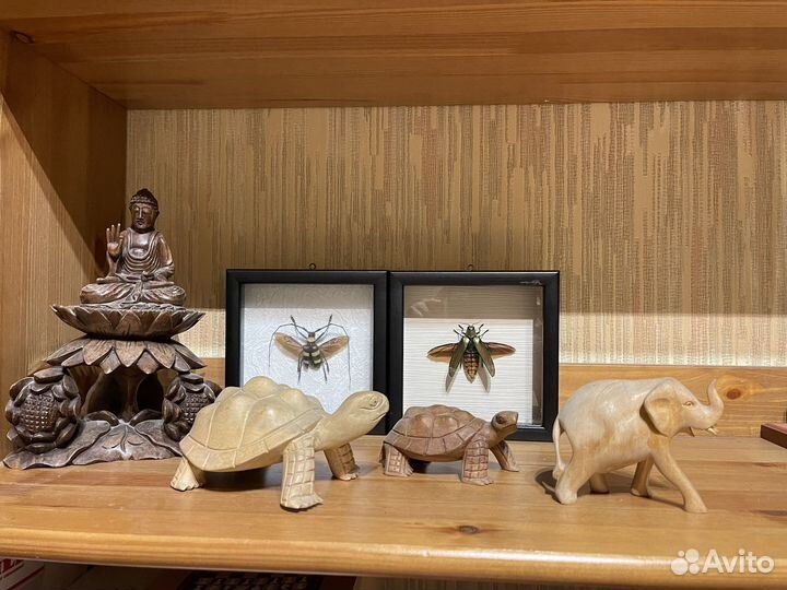 Насекомые в раме