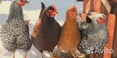 Индюки и куры