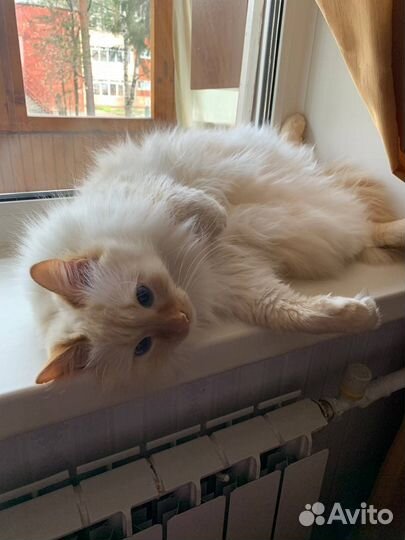 Кот в добрые руки