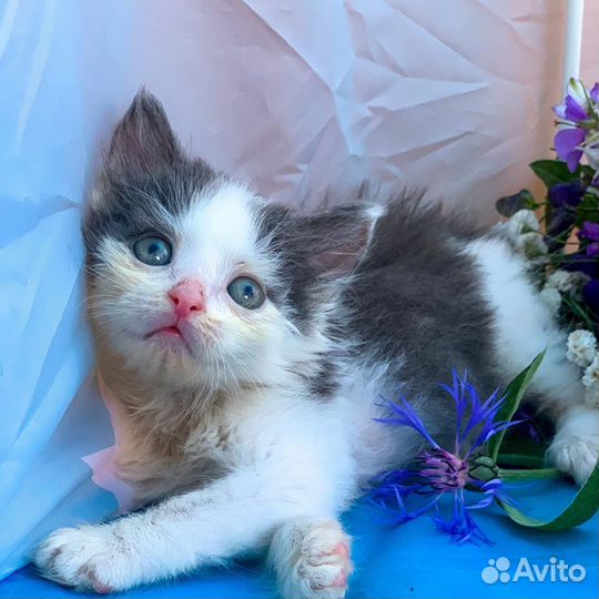 Отдам котенка в добрые руки