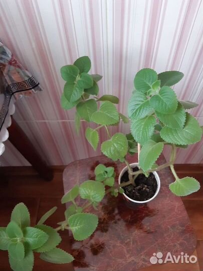 Чайный гриб, мята домашняя