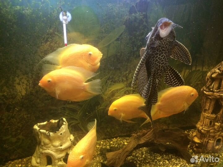 Аквариумные рыбки