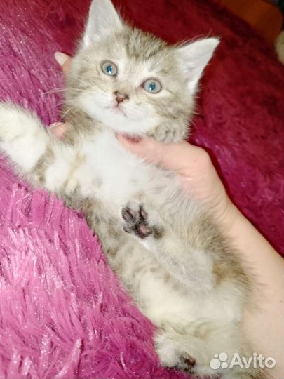 Котёнок