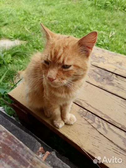 Рыжий котик