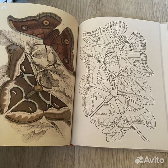 Раскраска для взрослых