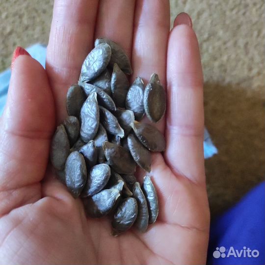 Семена Тыквы штирийской