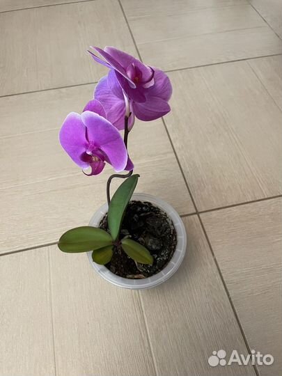 Орхидея фаленопсис
