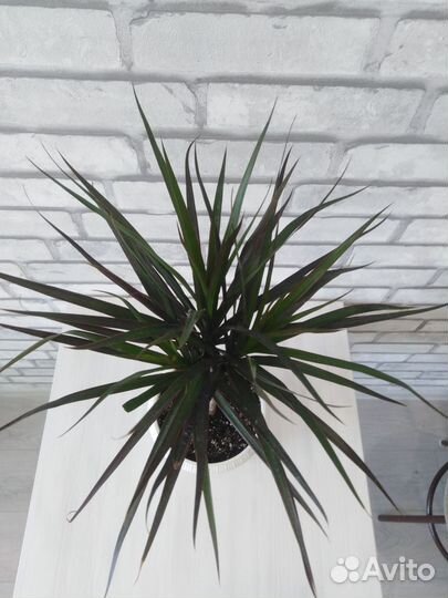 Пальма драцена