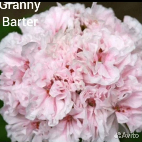 Пеларгония герань