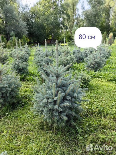 Ель голубая 0,7-2,5 м