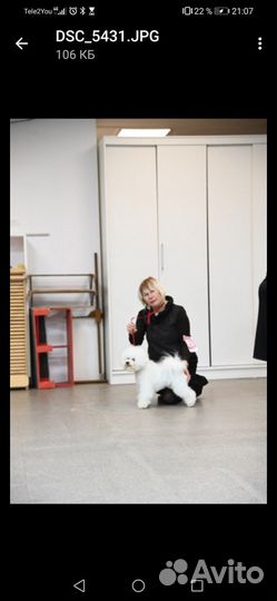 Вязка бишон фризе - чемпиона