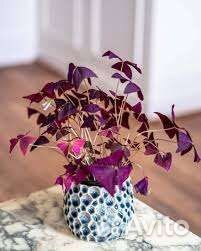 Комнатные растения удобрение