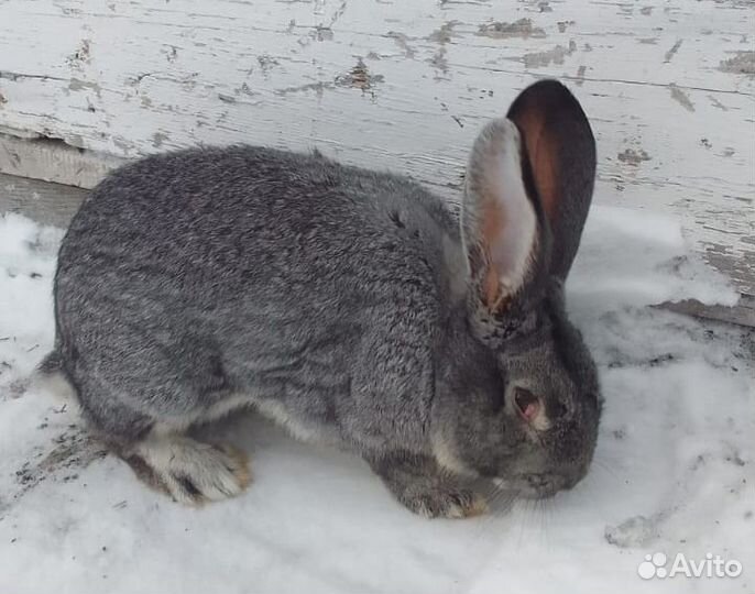 Крол Фландр