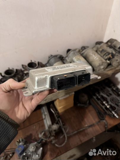 Эму мозги 21067