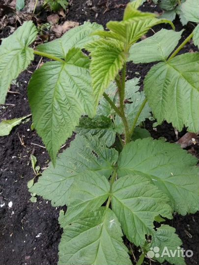 Вишня, малина, шиповник, смородина, облепиха