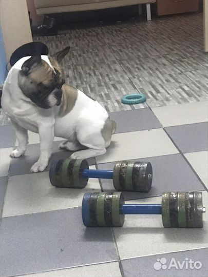 Вязка жених