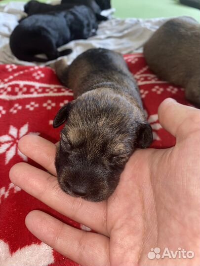 Кокер спаниель