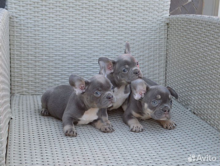 Мальчики Лиловые,светло голубые.Можно забирать