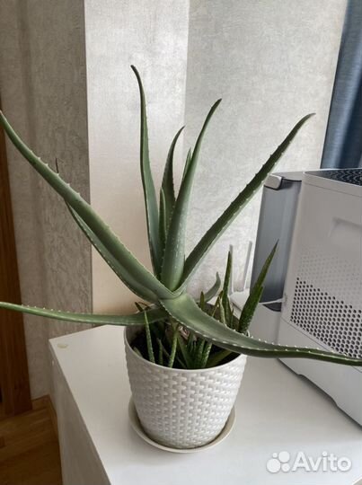 Алоэ Вера барбаденсис, лечебное