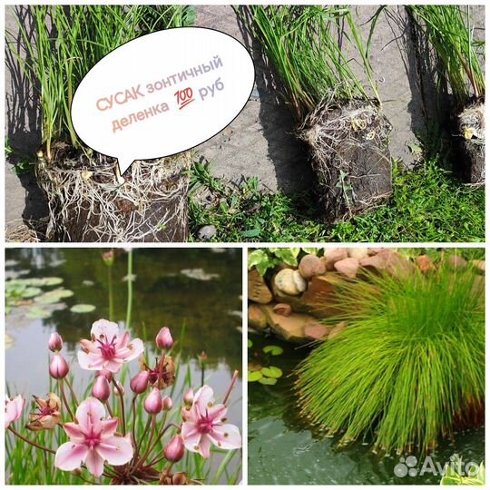 Растения для пруда