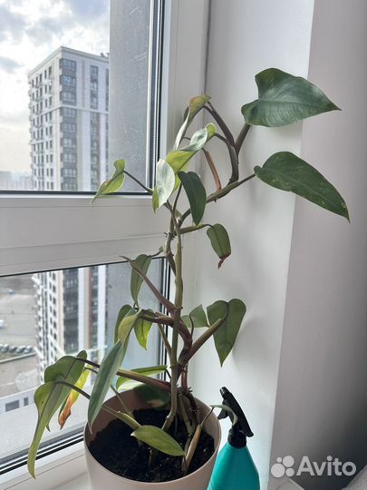 Филодендрон красноватый