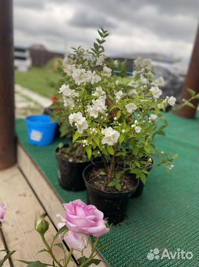 Жасмин (чубушник)