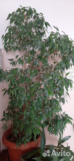 Комнатные растения цветы большие