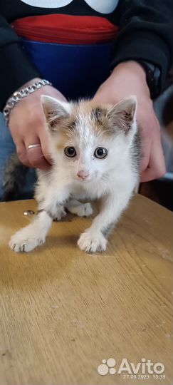 Бездомное чудо