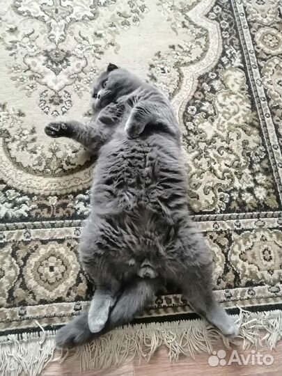 Шотландский вислоухий кот на вязку