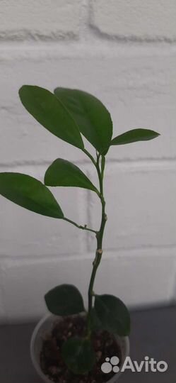 Мандарин уншиу