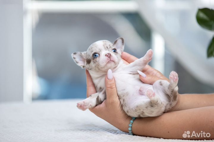 Чихуахуа Шикарные щенки Девочки и Мальчики