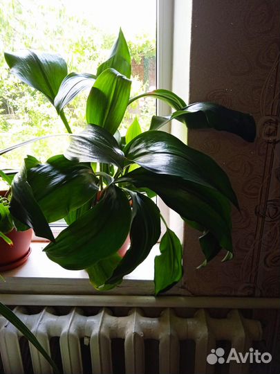 Комнатные растения цветы торг