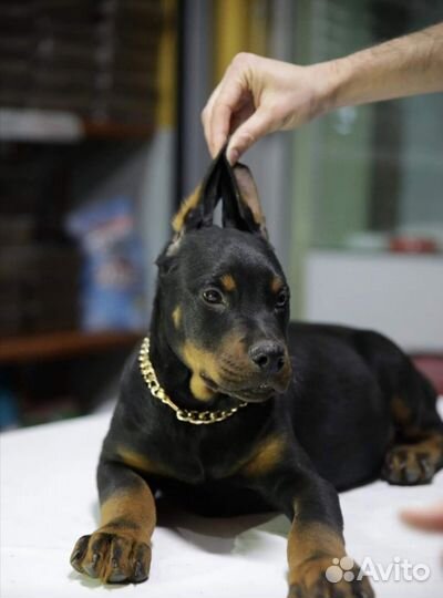Настоящий Доберман Здесь