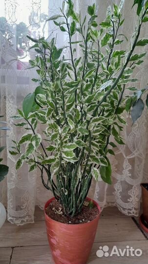 Панданус вариегатный