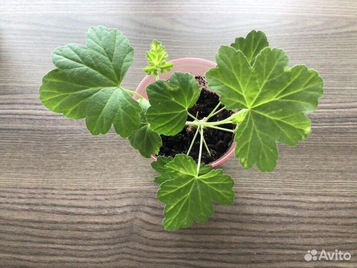 Пеларгония пятнистая Укорененный черенок