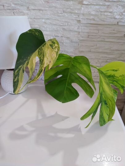 Монстера Еллоу сплэш