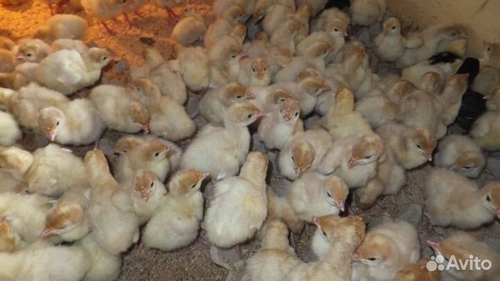 Индюшата суточные Биг 6, Хайбрид Конвертер