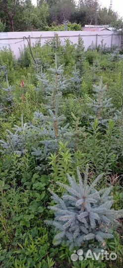 Ель голубая