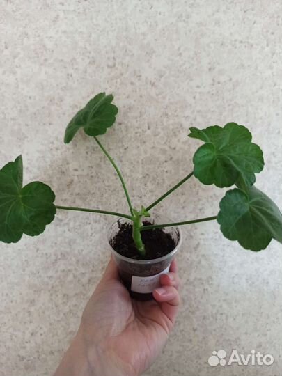 Сортовая пеларгония,Обмен