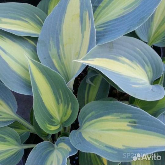 Саженцы хосты