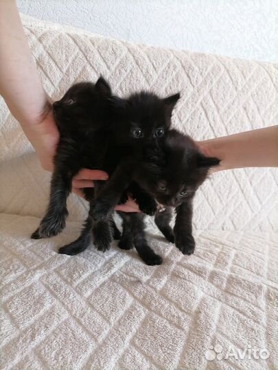 Отдам котенка