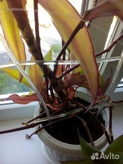 Золотой ус лечебный