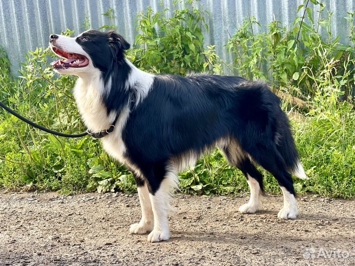 Бордер колли, подрощенный кобель