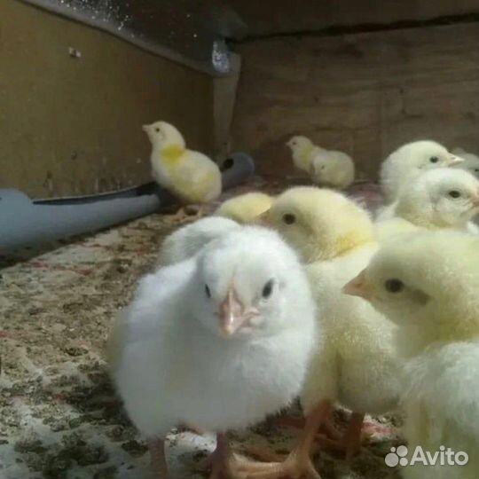 Бройлер кобб 500