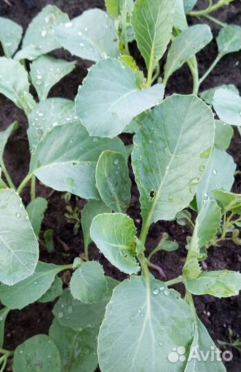 Рассада капусты