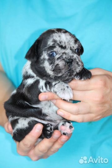 Француженка в программу изабелла