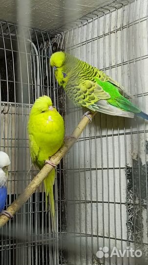 Выставочные волнистые попугаи (ввп - Чехи)
