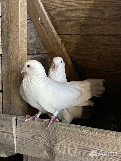Голуби