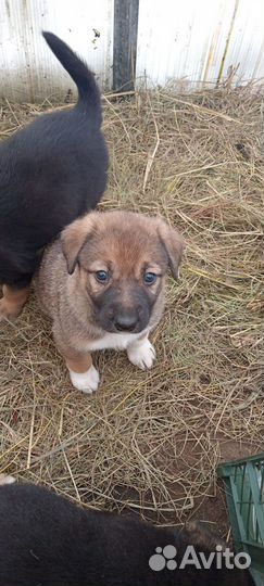 Щенки в добрые руки,не плановые,но классные