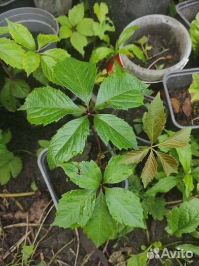 Девичий виноград